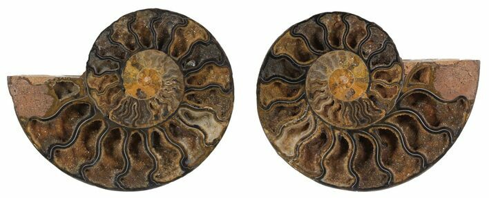 Split Black/Orange Ammonite Pair - Unusual Coloration #55726